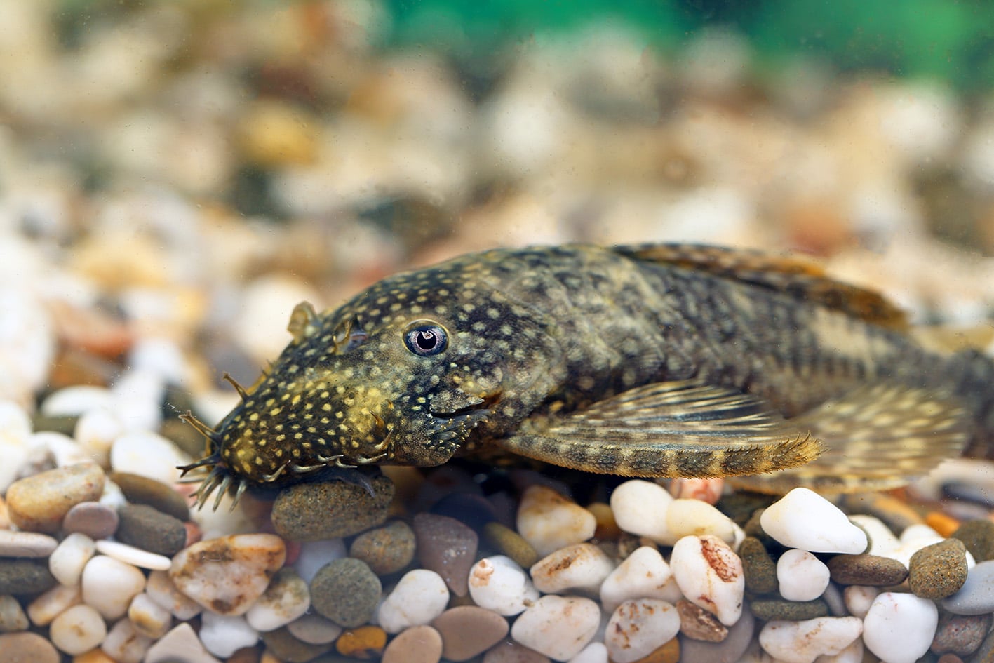 Ancistrus: non chiamatelo &ldquo;pesce pulitore&rdquo;