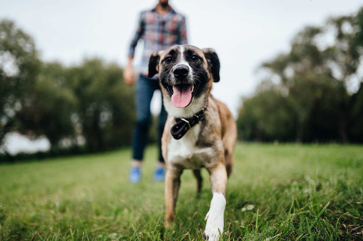 Giardia nei Cani: Tutto Quello che Devi Sapere