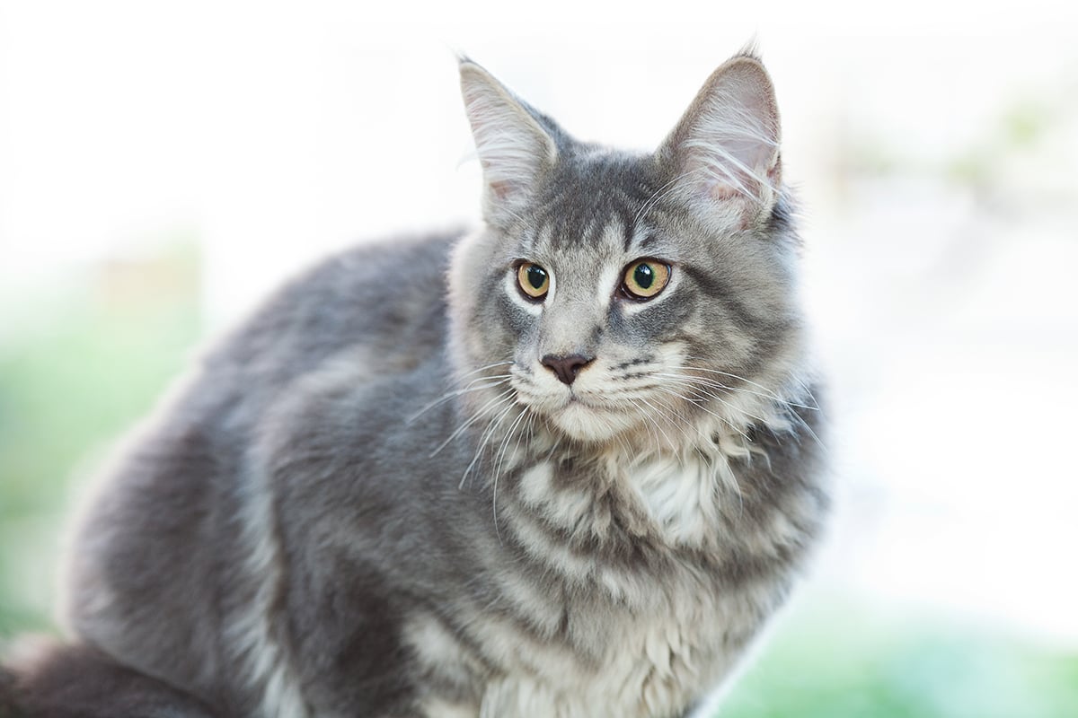 IL &ldquo;GATTO DELLE NEVI&rdquo;