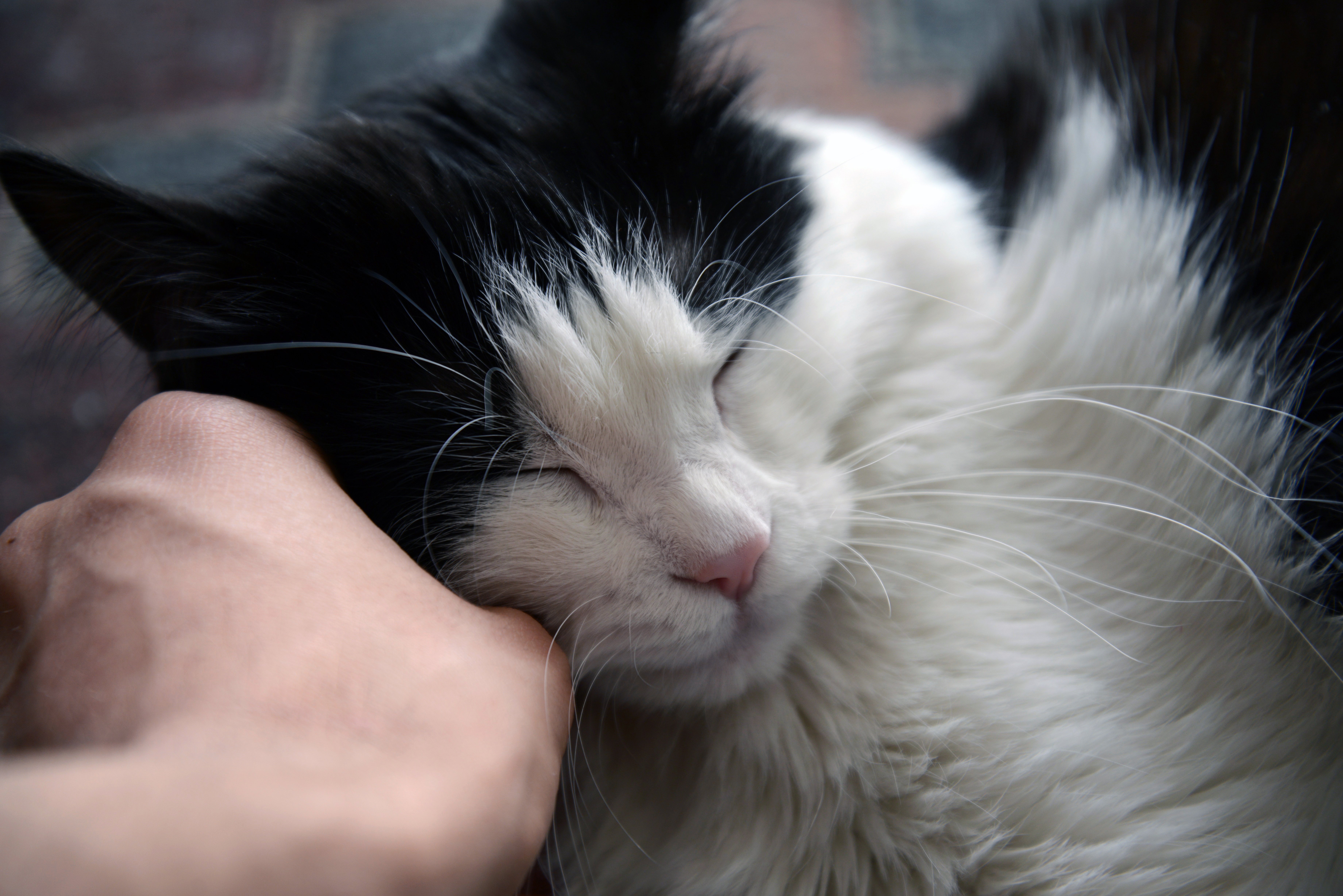 Perch&eacute; i gatti impastano? Il significato nascosto di un gesto d'amore