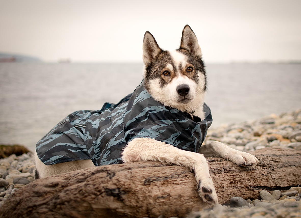Come scegliere gli accessori invernali migliori per il tuo pet