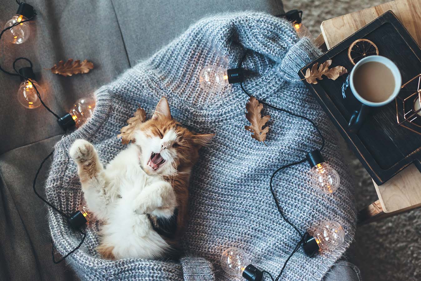 Gatti e Alberi di Natale: Perch&eacute; Sono Cos&igrave; Attratti e Come Proteggerlo