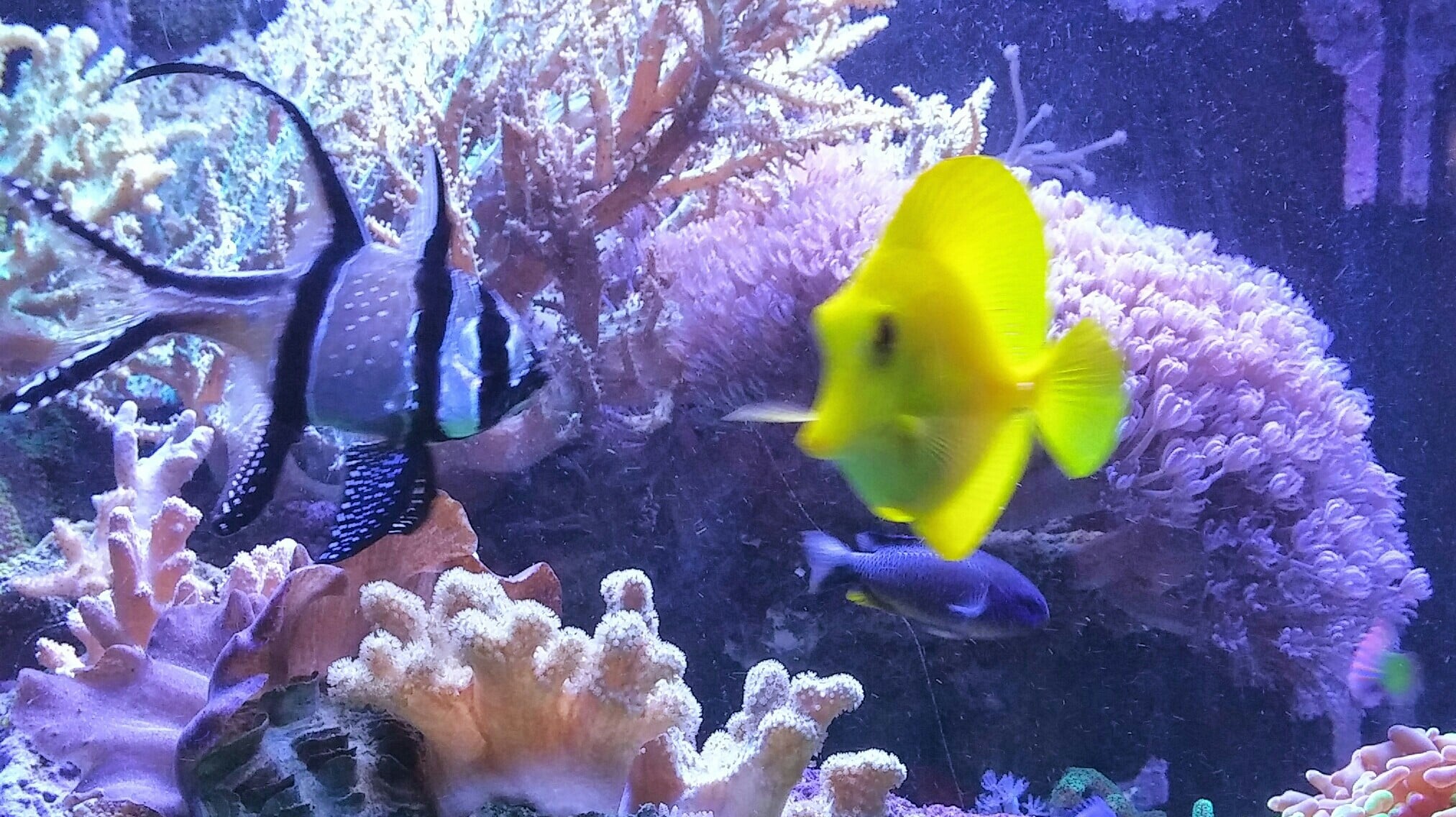 Cosa mangiano i pesci d&rsquo;acquario?