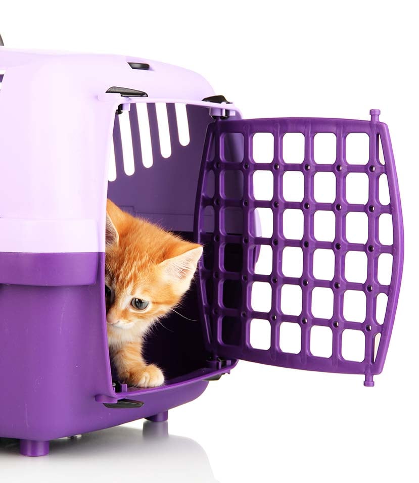 IL TRASPORTINO, LA &ldquo;CASETTA VIAGGIANTE&rdquo; DEL GATTO