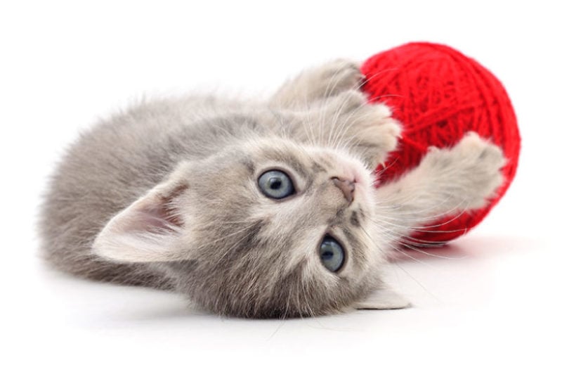 LETTIERA PER GATTI: COME SCEGLIERE QUELLA "PERFETTA" PER IL TUO MICIO