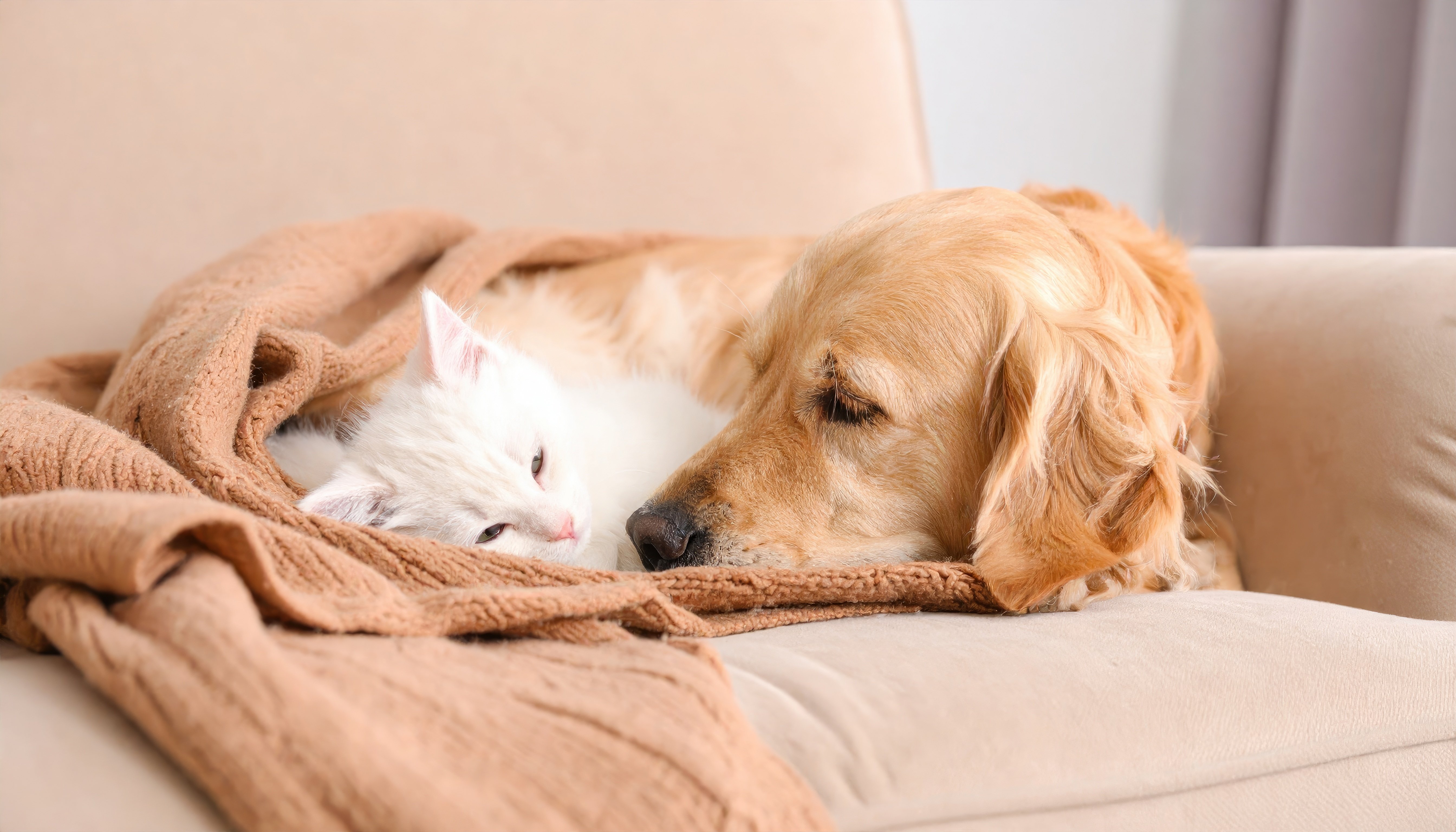 Come affrontano il cambio di stagione i nostri pet?