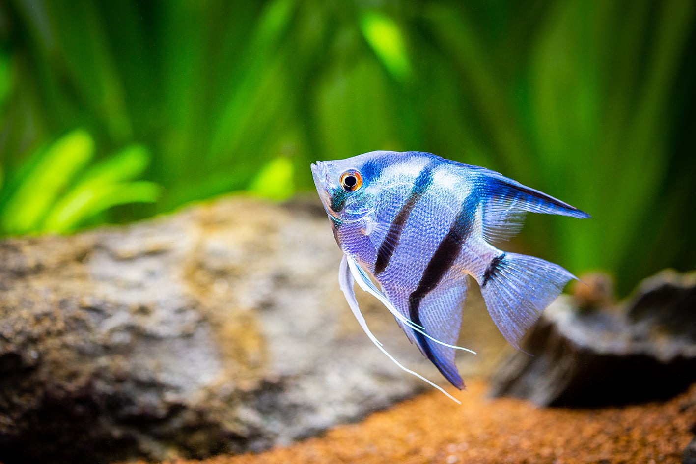 Lo Pterophyllum scalare: l'angelo degli acquari