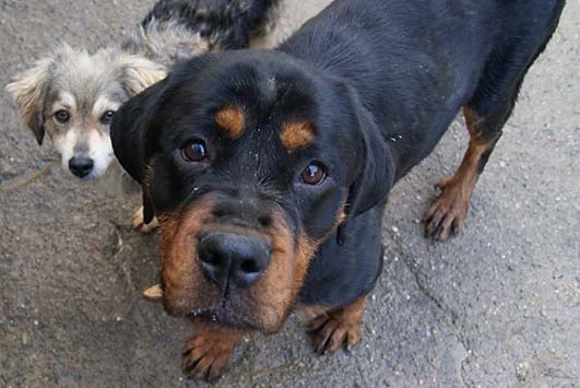 ADOTTARE UN CANE ADULTO, UNA SCELTA D&rsquo;AMORE