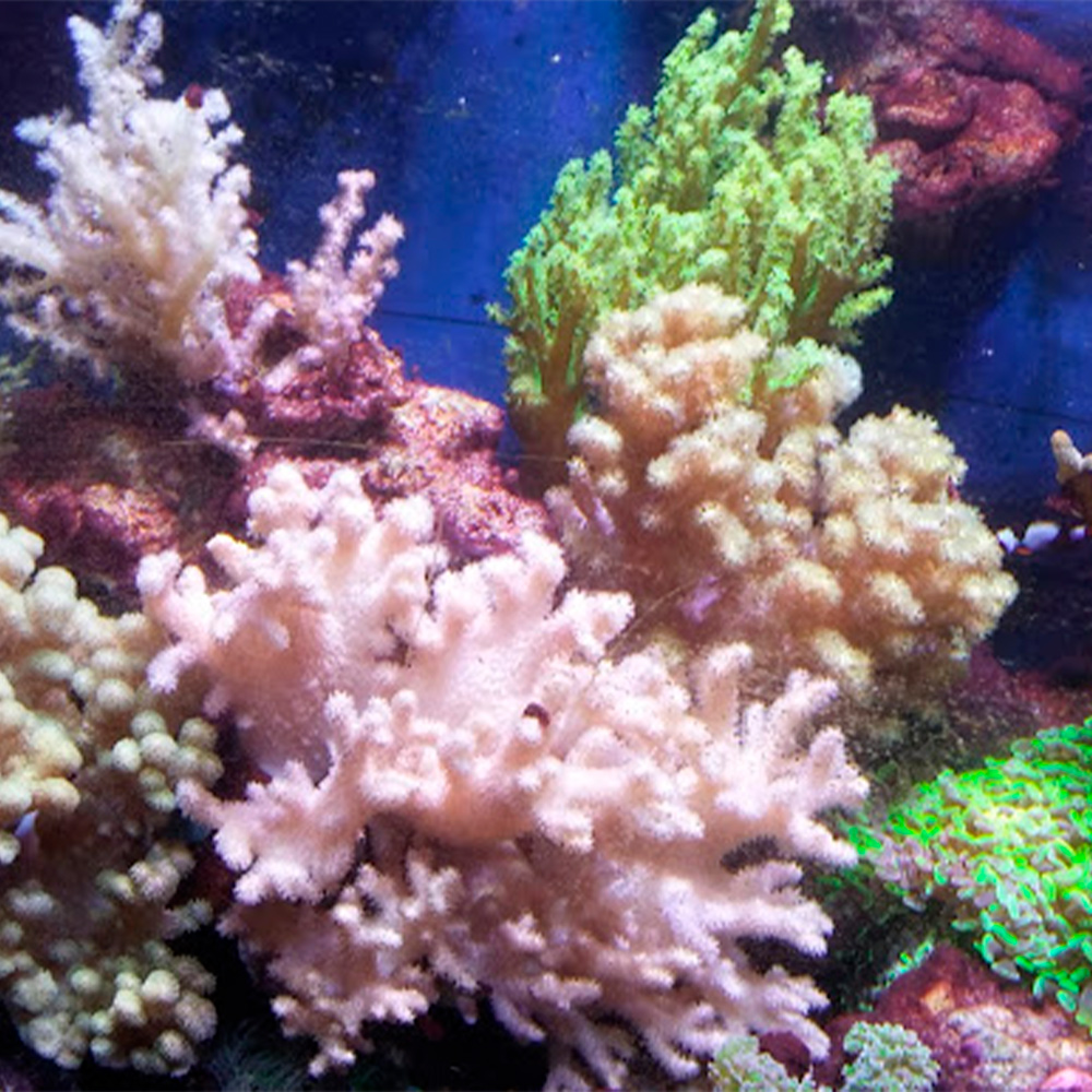 Come arredare l&rsquo;acquario