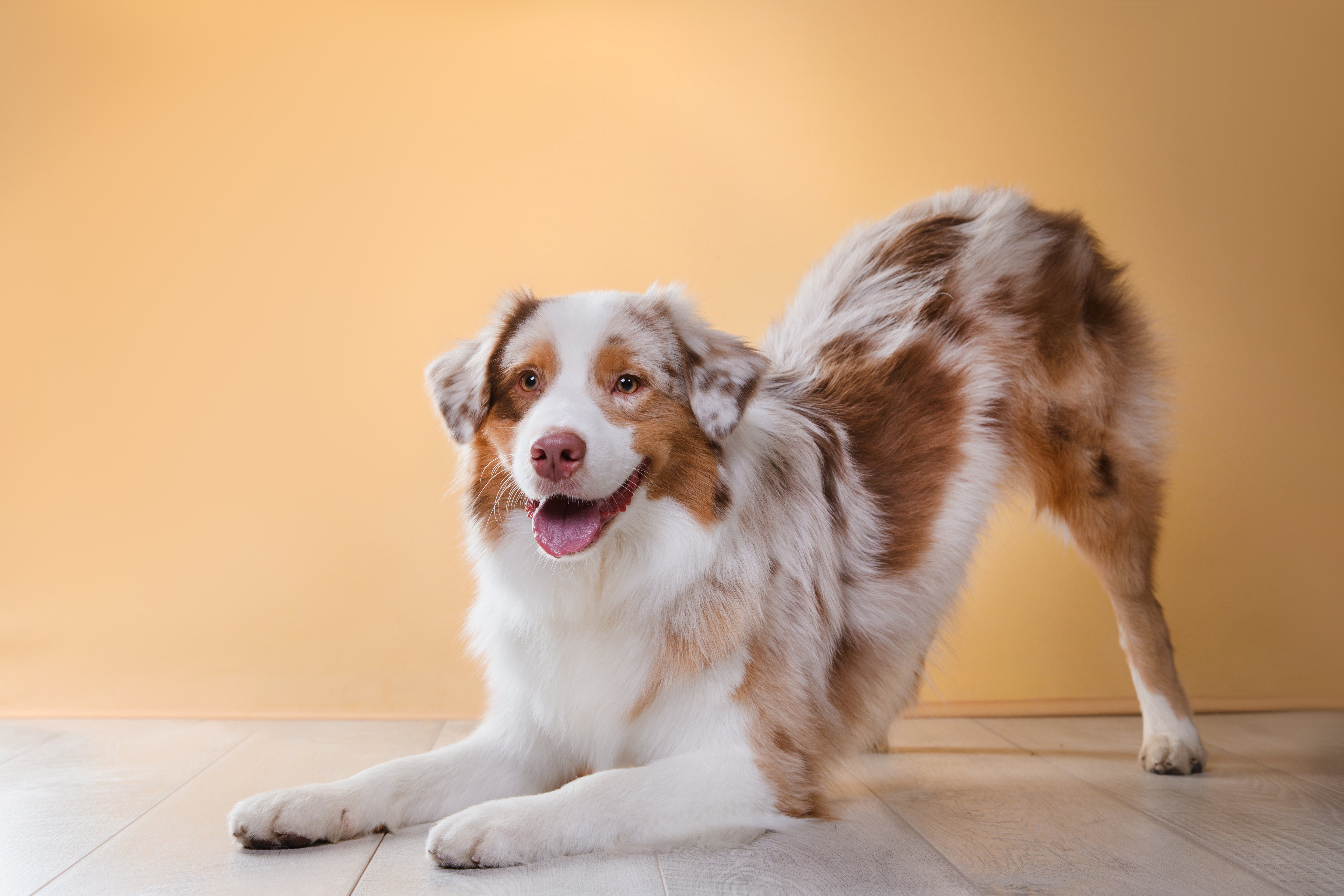 Australian Shepherd: caratteristiche, carattere e consigli di cura