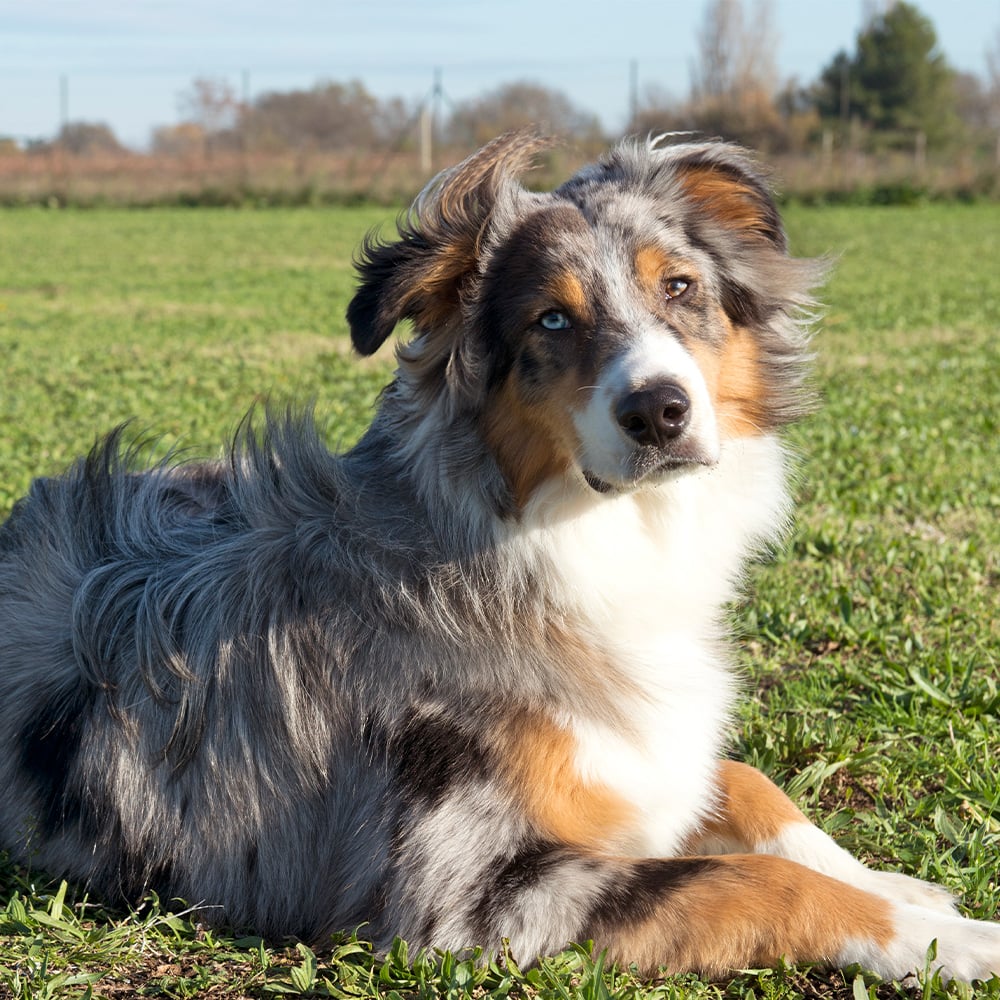 AUSTRALIAN SHEPHERD, L&rsquo;AGILITY DOG PER ECCELLENZA