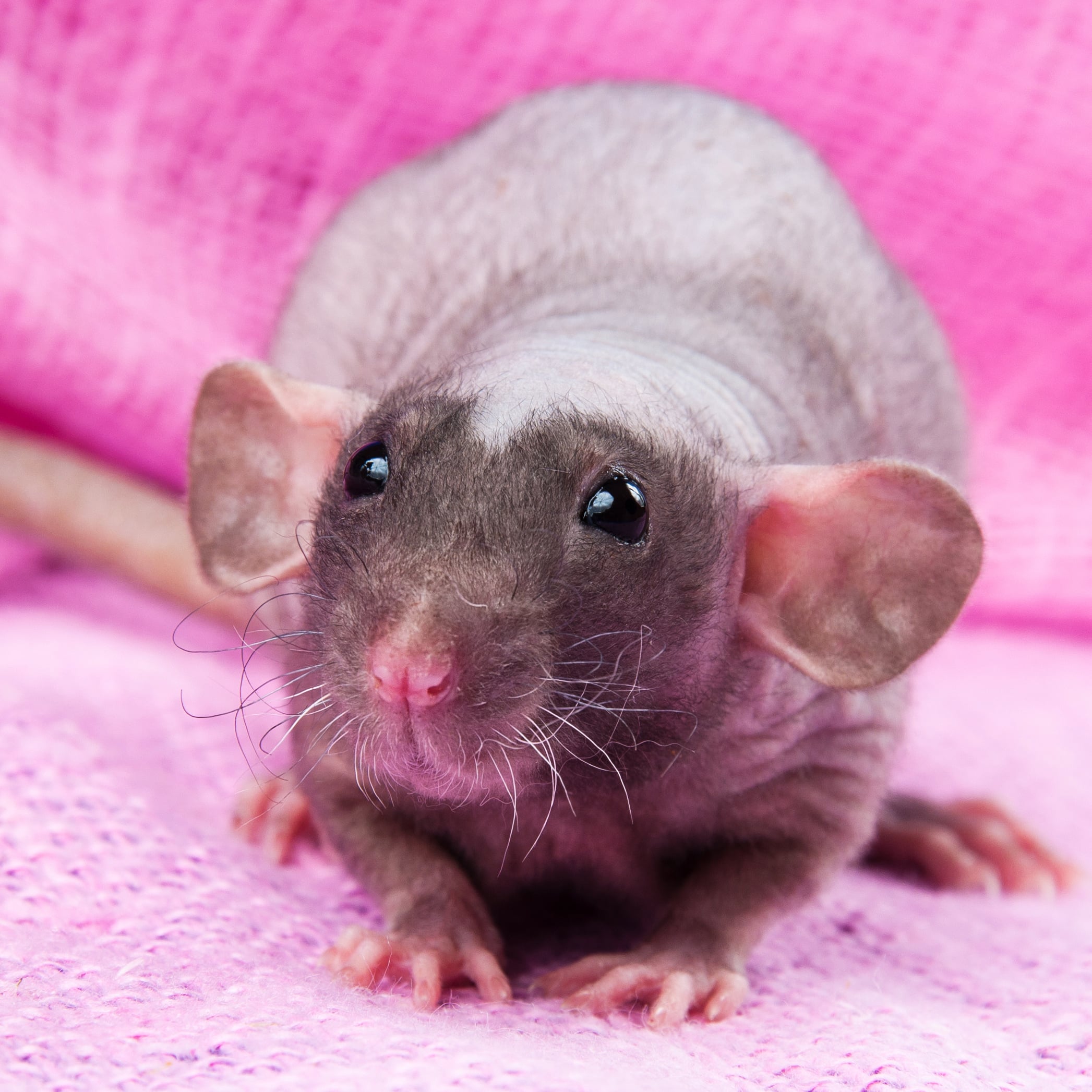 Tutto sul ratto Dumbo Hairless: aspetto, alimentazione e cura della pelle
