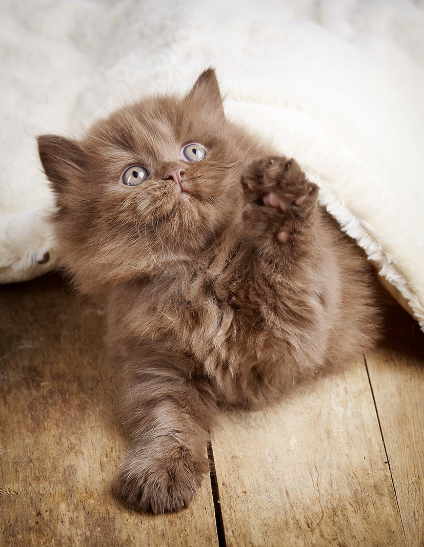 British Longhair: Un &ldquo;batuffolo&rdquo; di dolcezza
