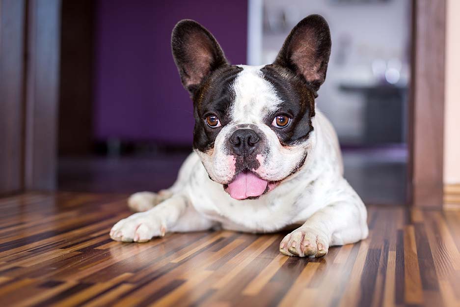 Noia o Ansia da Separazione? Come Aiutare il Cane a Stare Sereno quando Siamo Fuori Casa