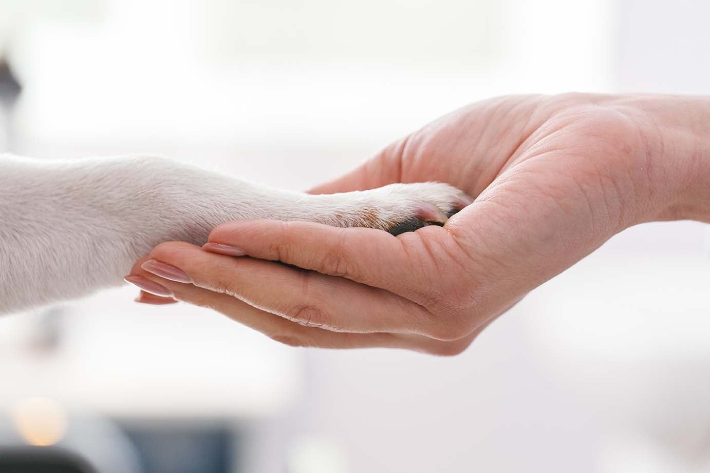 COME LEGGERE IN MODO CORRETTO L'ETICHETTA DEL PETFOOD? &ndash; parte I