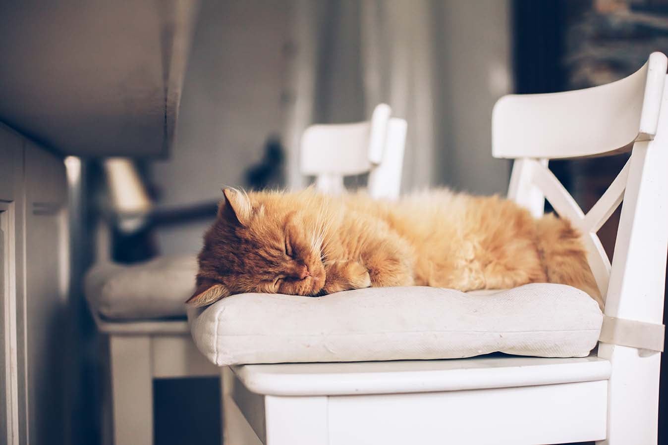 SOGNI D&rsquo;ORO. ANCHE PER CANE E GATTO?