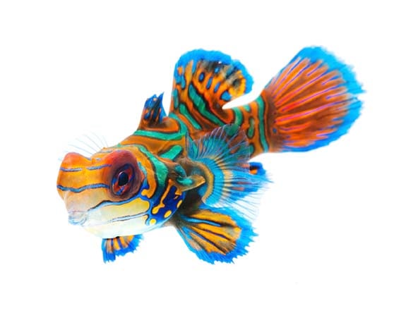 PRENDERSI CURA DELL&rsquo;ACQUARIO