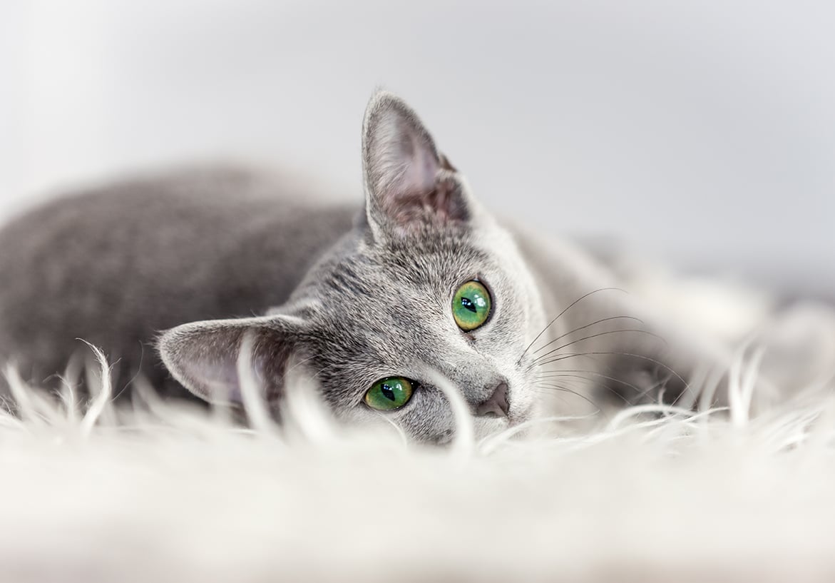 MICIO &Egrave; STERILIZZATO? PENSIAMO ALLA CIOTOLA!