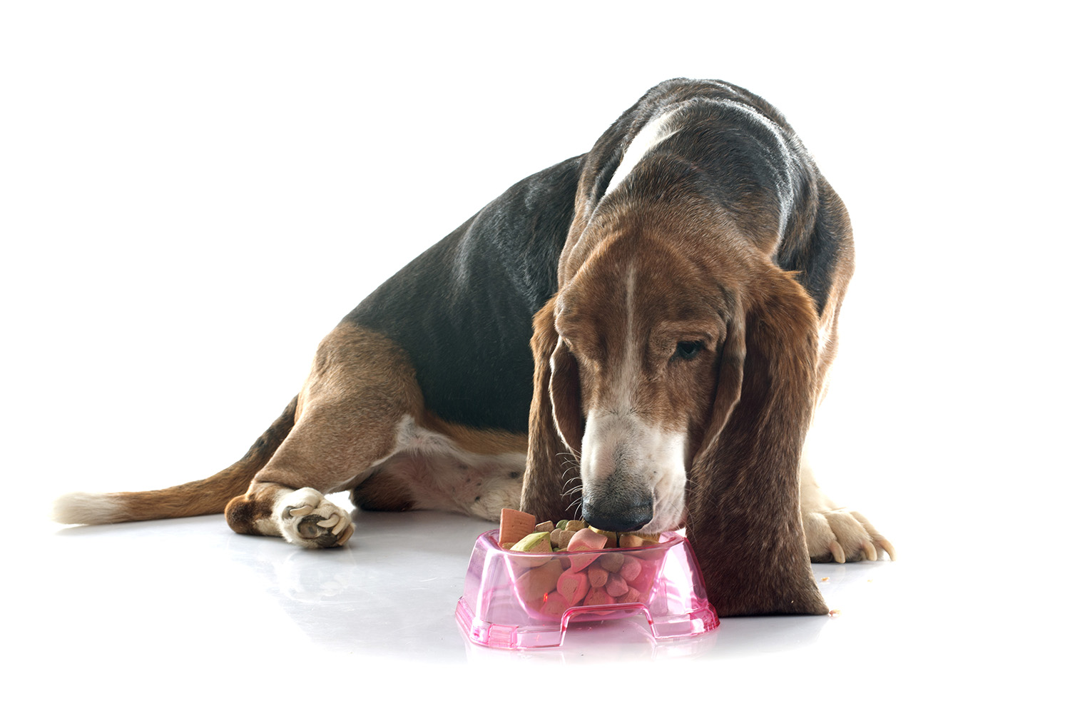 COME LEGGERE IN MODO CORRETTO L'ETICHETTA DEL PETFOOD? &ndash; parte II