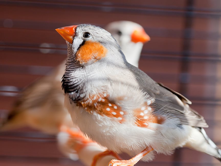 Uccellini da Compagnia: Specie pi&ugrave; adatte e come sceglierli
