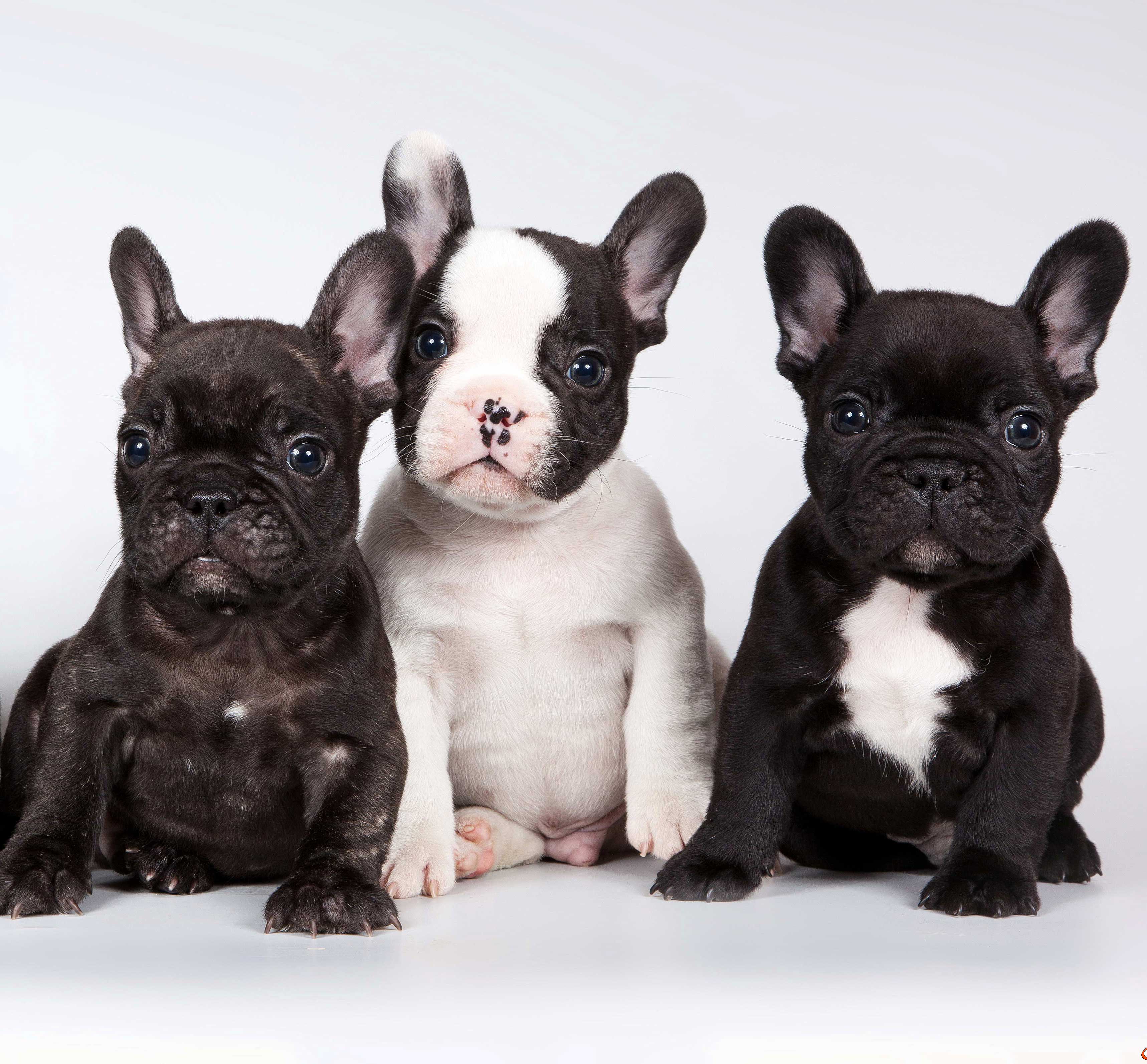 Bouledogue Fran&ccedil;ais, il cane &ldquo;pipistrello&rdquo;