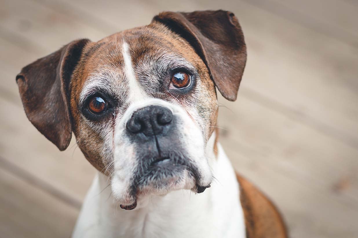 Il cane anziano una seconda opportunit&agrave;