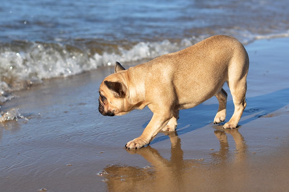 Portare il cane in spiaggia: cosa devi sapere per farlo