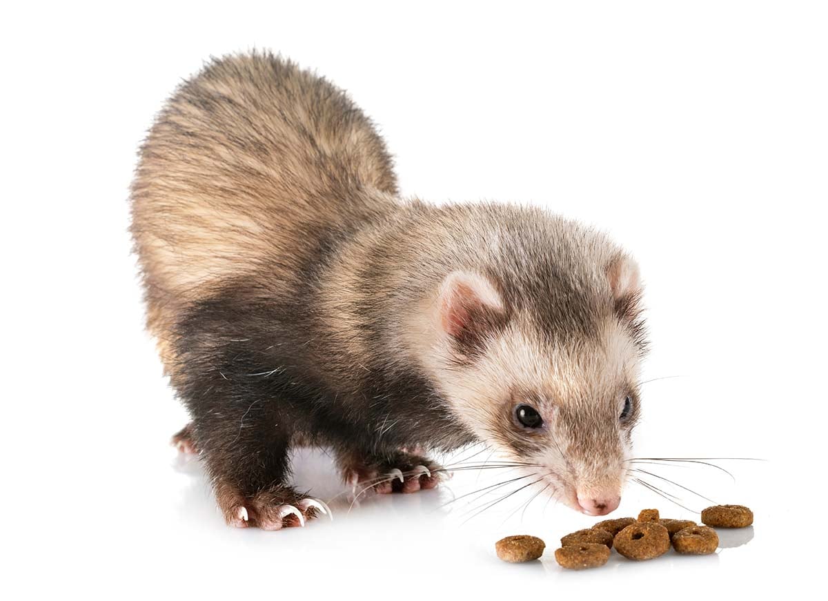 LA DIETA &ldquo;IPERCARNIVORA&rdquo; DEL FURETTO