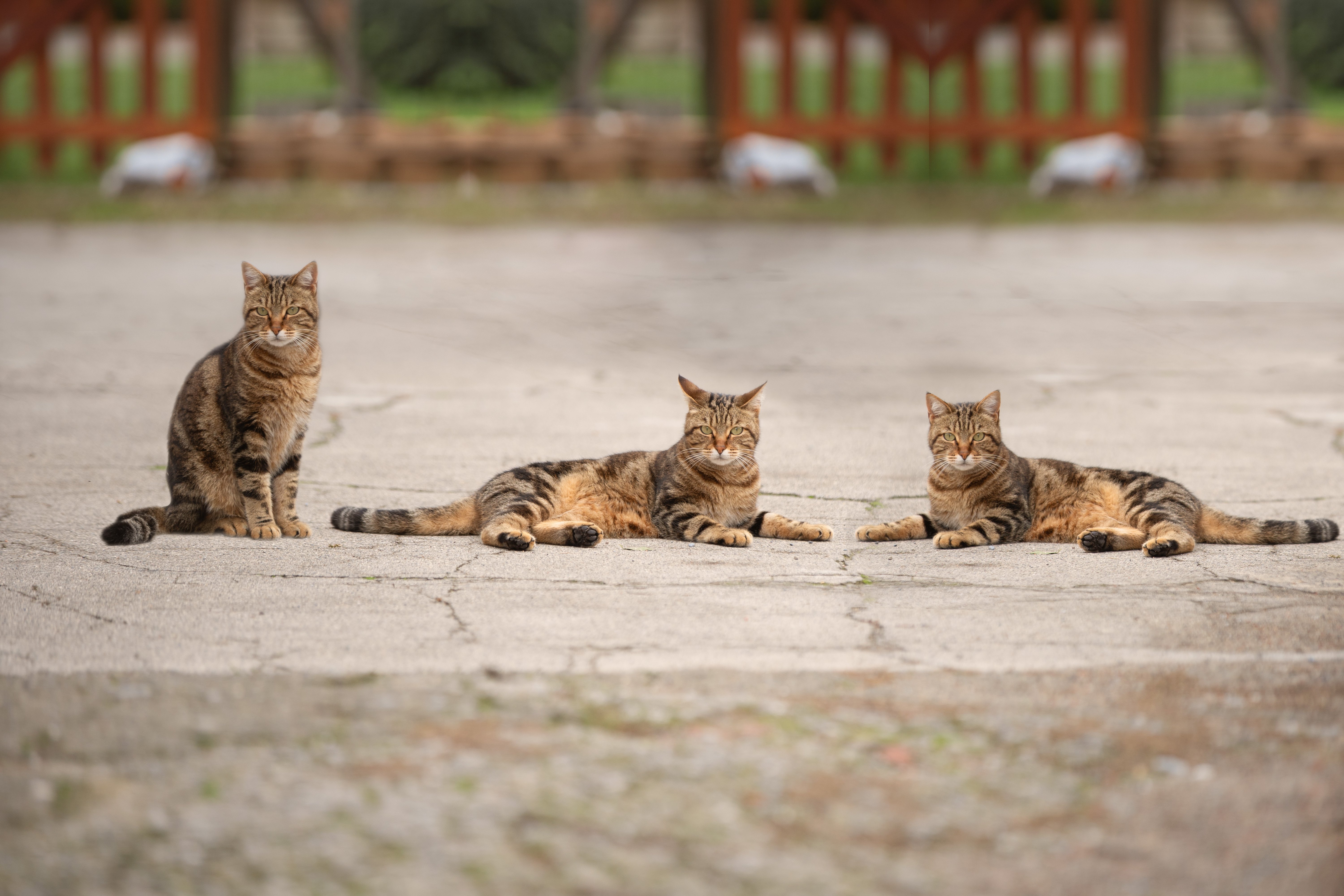 Il linguaggio silenzioso dei gatti di strada: quando il corpo dice no