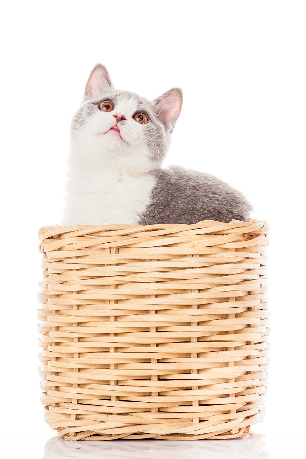 IL &ldquo;LINGUAGGIO&rdquo; DEL GATTO&hellip;
