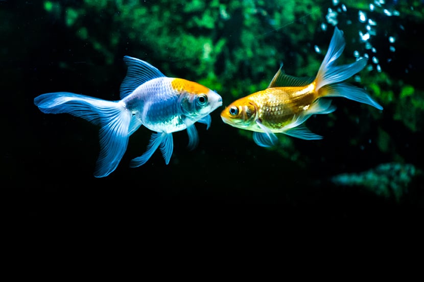 AVANNOTTI NELL&rsquo;ACQUARIO: COME ALLEVARLI?