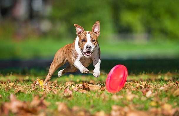 L&rsquo;ALIMENTAZIONE GIUSTA PER FIDO SPORTIVO
