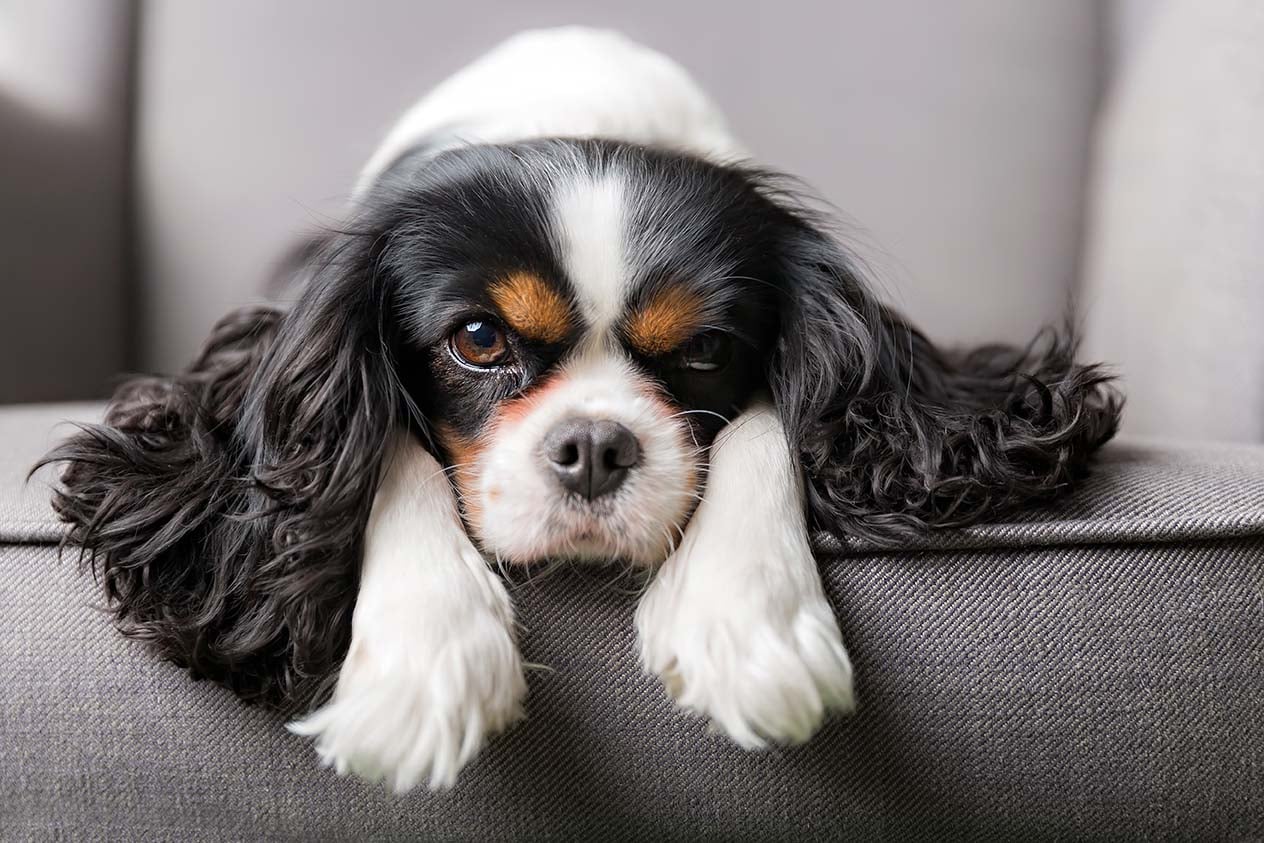 Kennel: Come Farlo Diventare il Posto Preferito del Tuo Cane