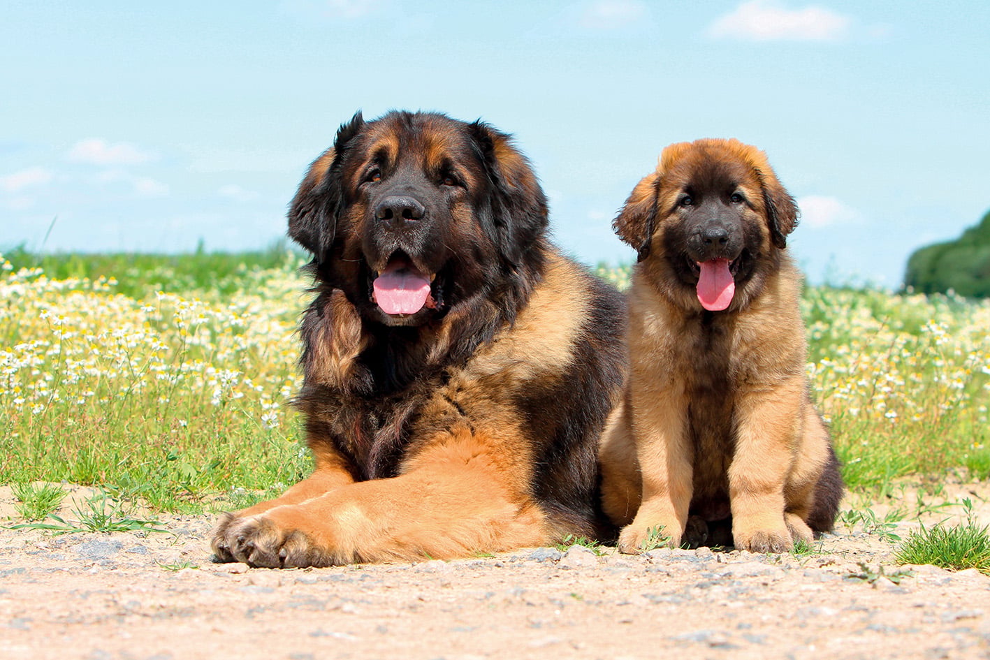 Leonberger: Una &ldquo;montagna&rdquo; di dolcezza