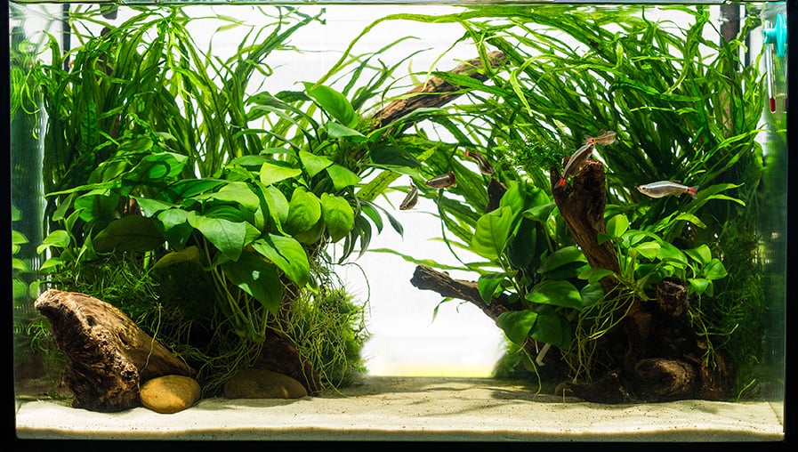 Come funziona il filtro dell&rsquo;acquario?