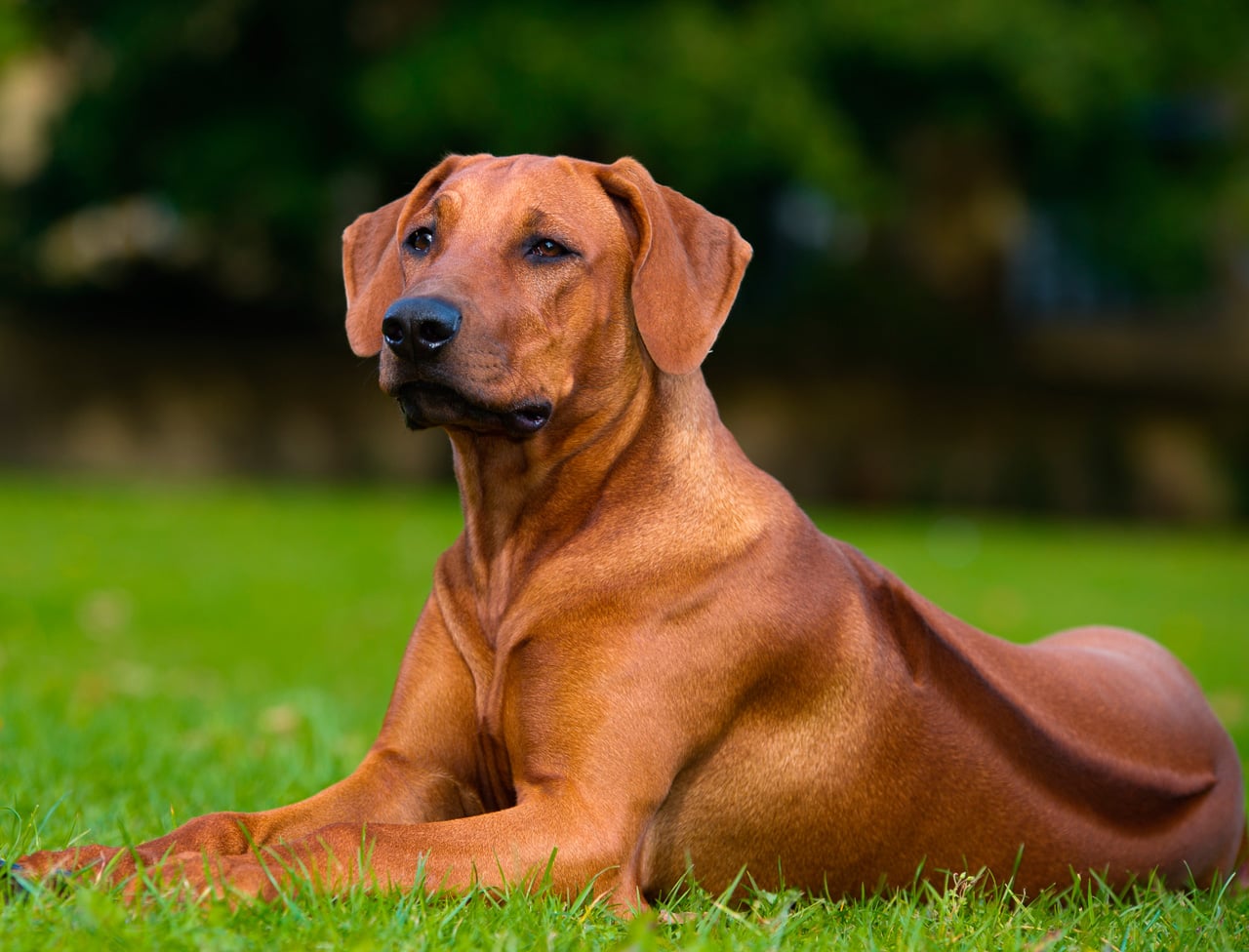 RHODESIAN RIDGEBACK: IL CANE CON LA CRESTA