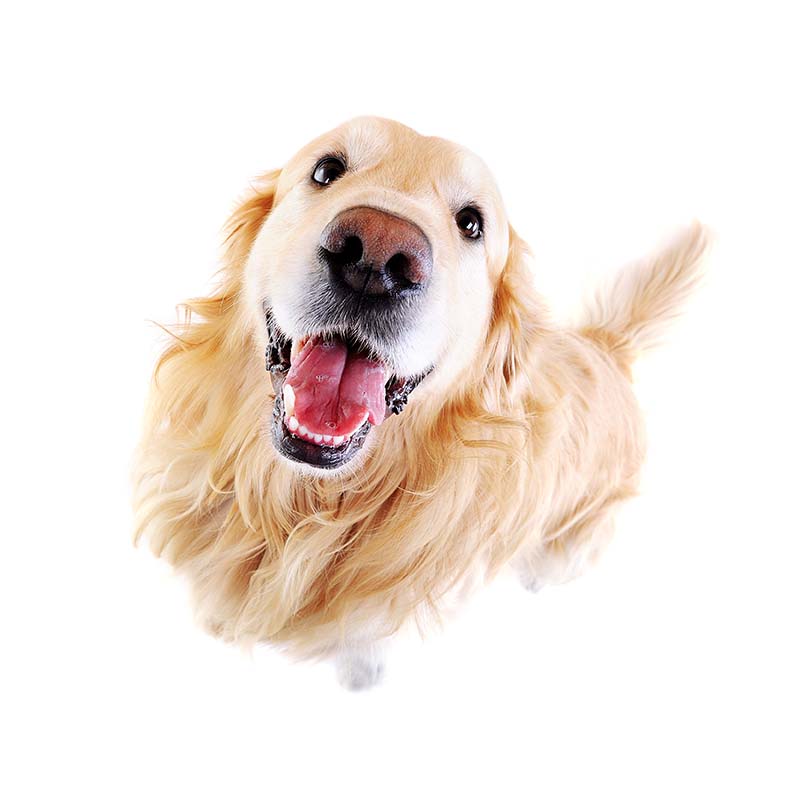 Il Calore nel Cane: Guida Completa per Proprietari Consapevoli