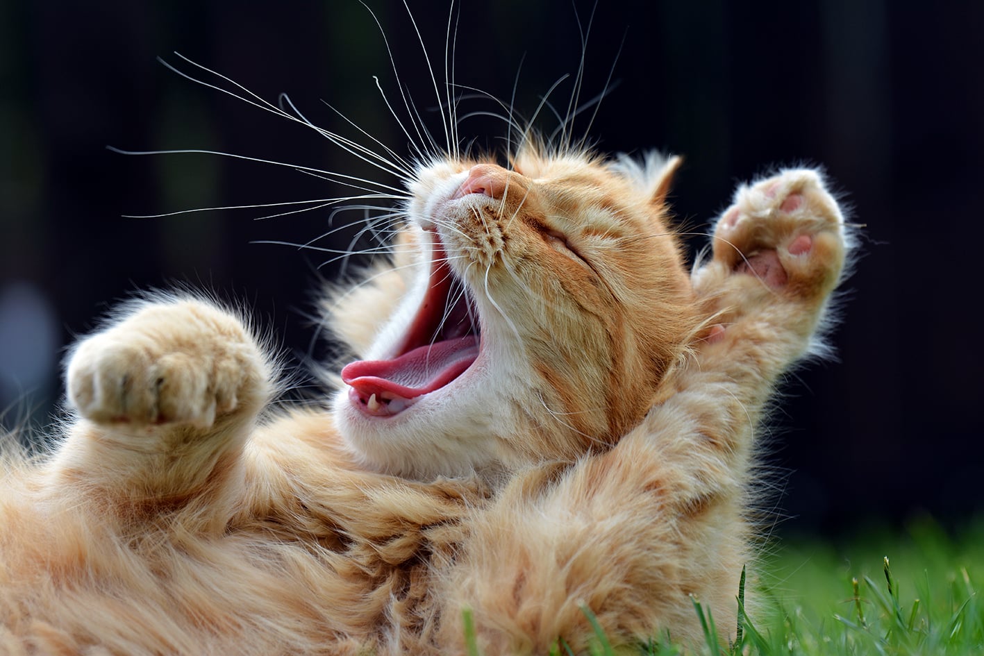 IL COMPORTAMENTO DEL GATTO CAMBIA DOPO LA STERILIZZAZIONE?