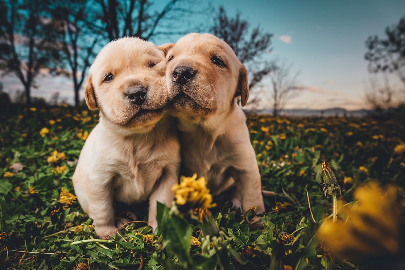 L&rsquo;IMPORTANZA DELLA SOCIALIZZAZIONE NEL CANE