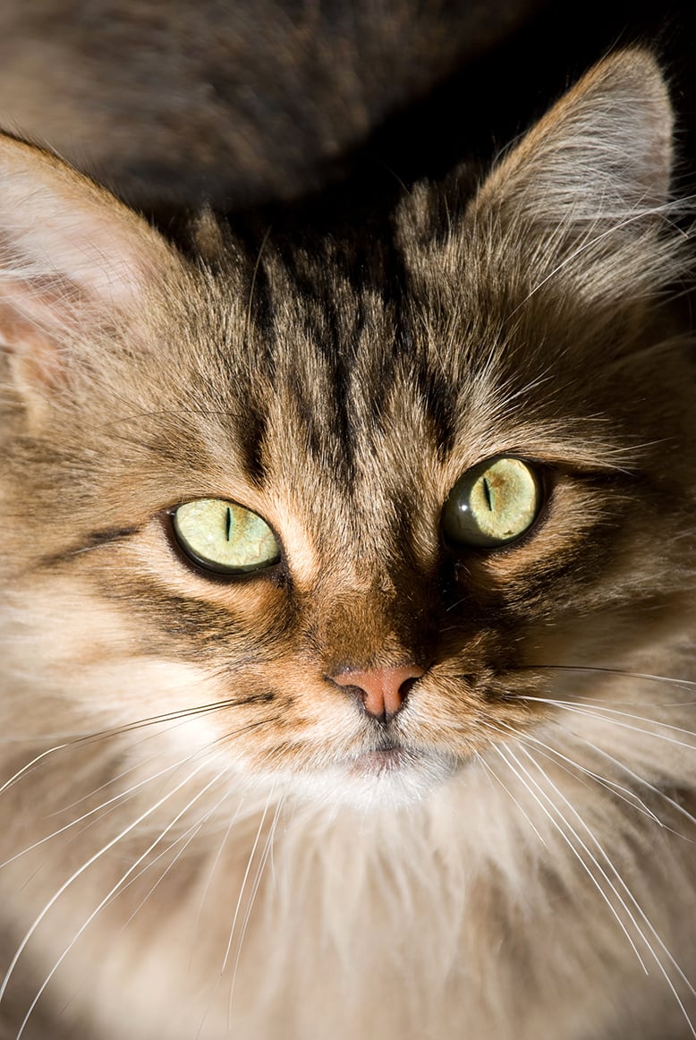 Perch&eacute; il Gatto Fa le Fusa: Significato, Meccanismo e Benefici per Salute e Benessere