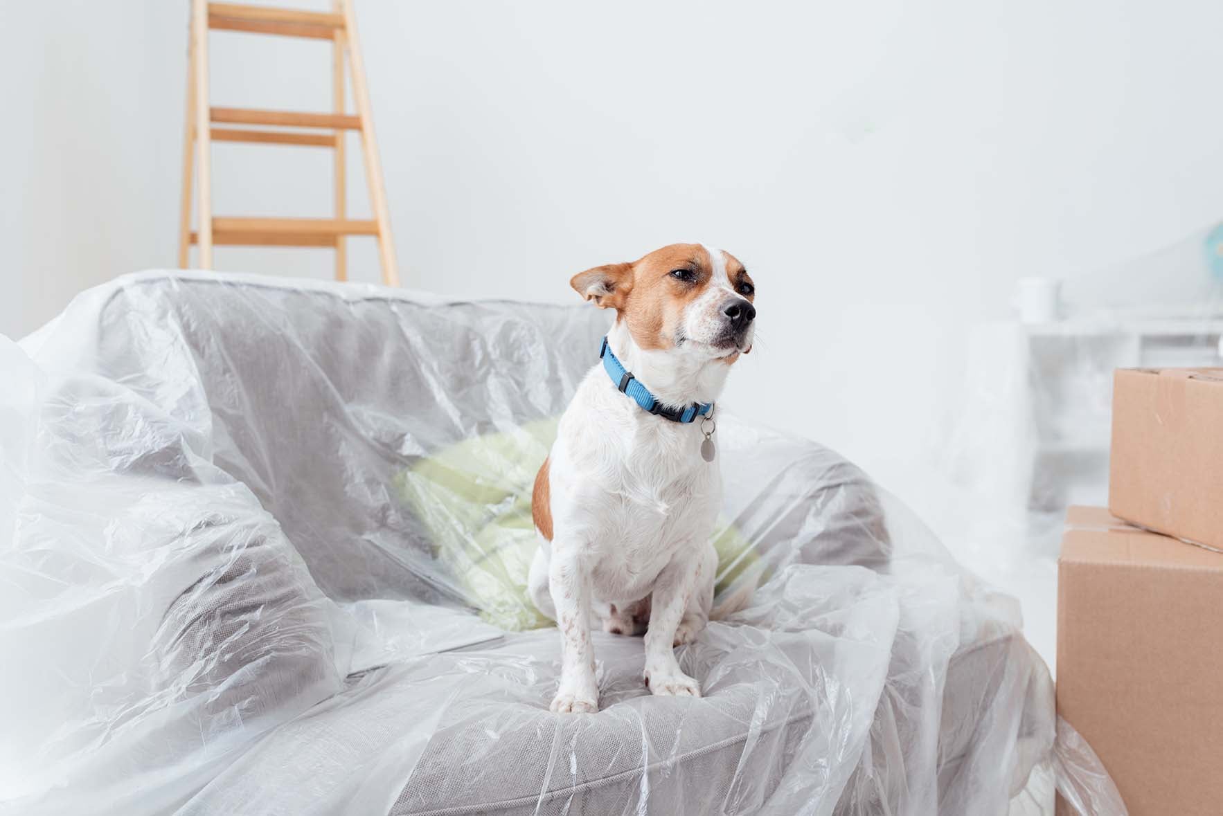SI CAMBIA CASA: COME AFFRONTARE IL TRASLOCO CON CANE E GATTO?