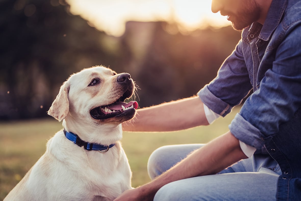 Incontrare un cane: come avvicinarsi?