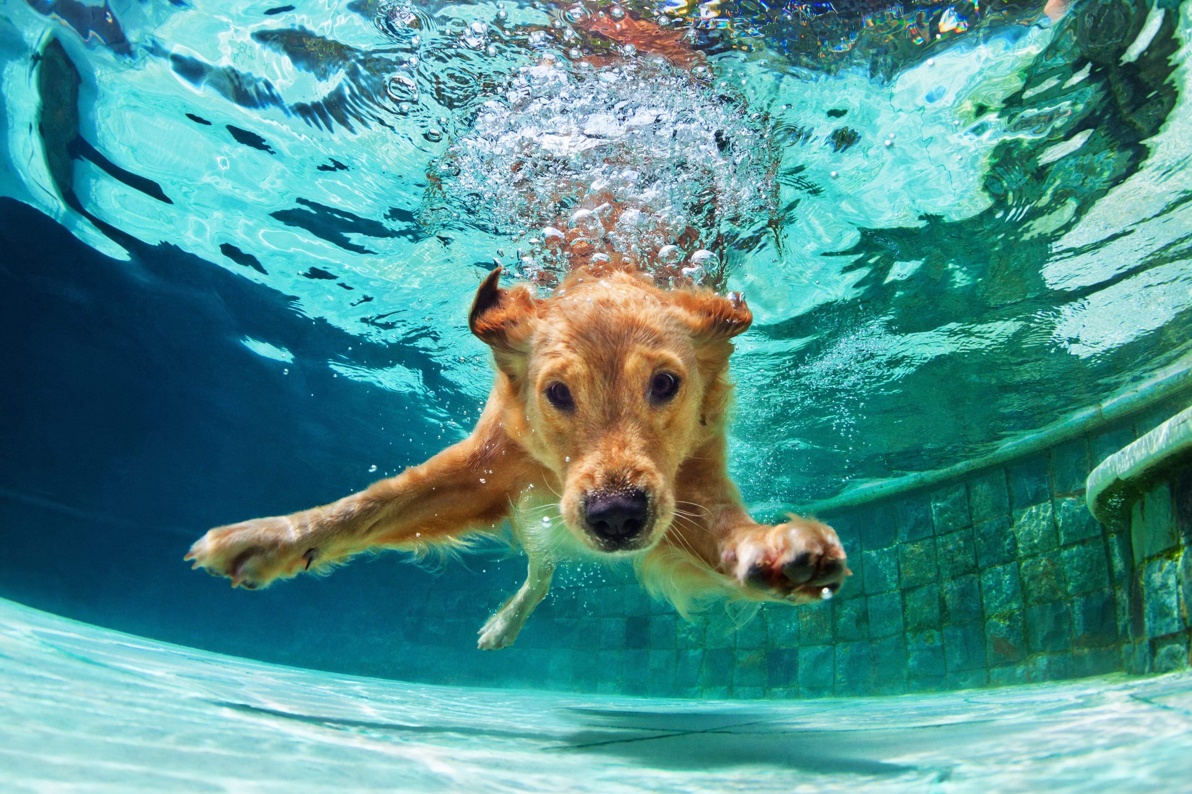 Splash! Guida completa al cane in piscina tra cloro, sicurezza e tanto divertimento