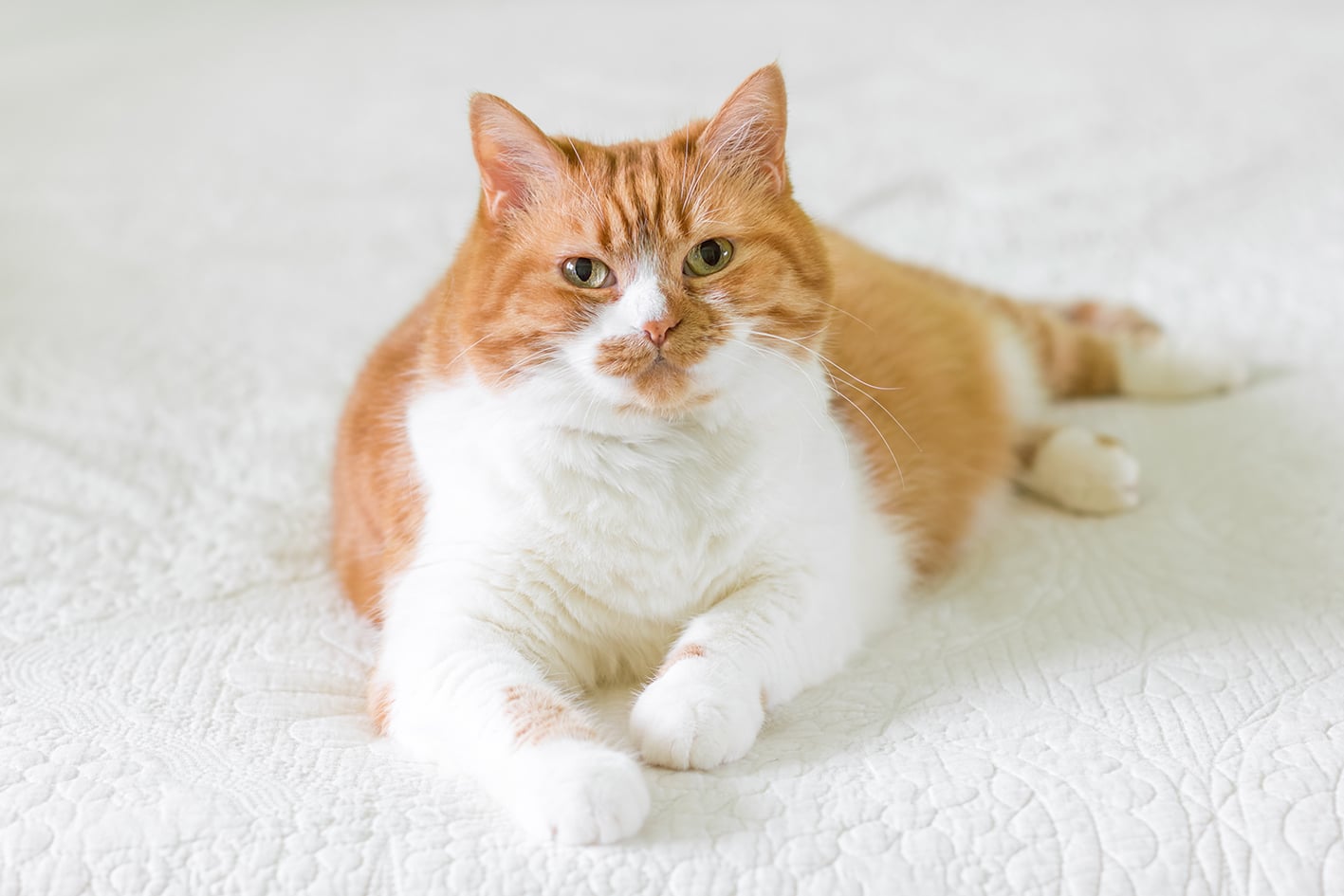 CANI E GATTI OBESI O IN SOVRAPPESO? ECCO LE CAUSE, RISCHI E RIMEDI