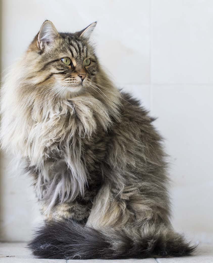 IL &ldquo;GIGANTE&rdquo; DELLA SIBERIA