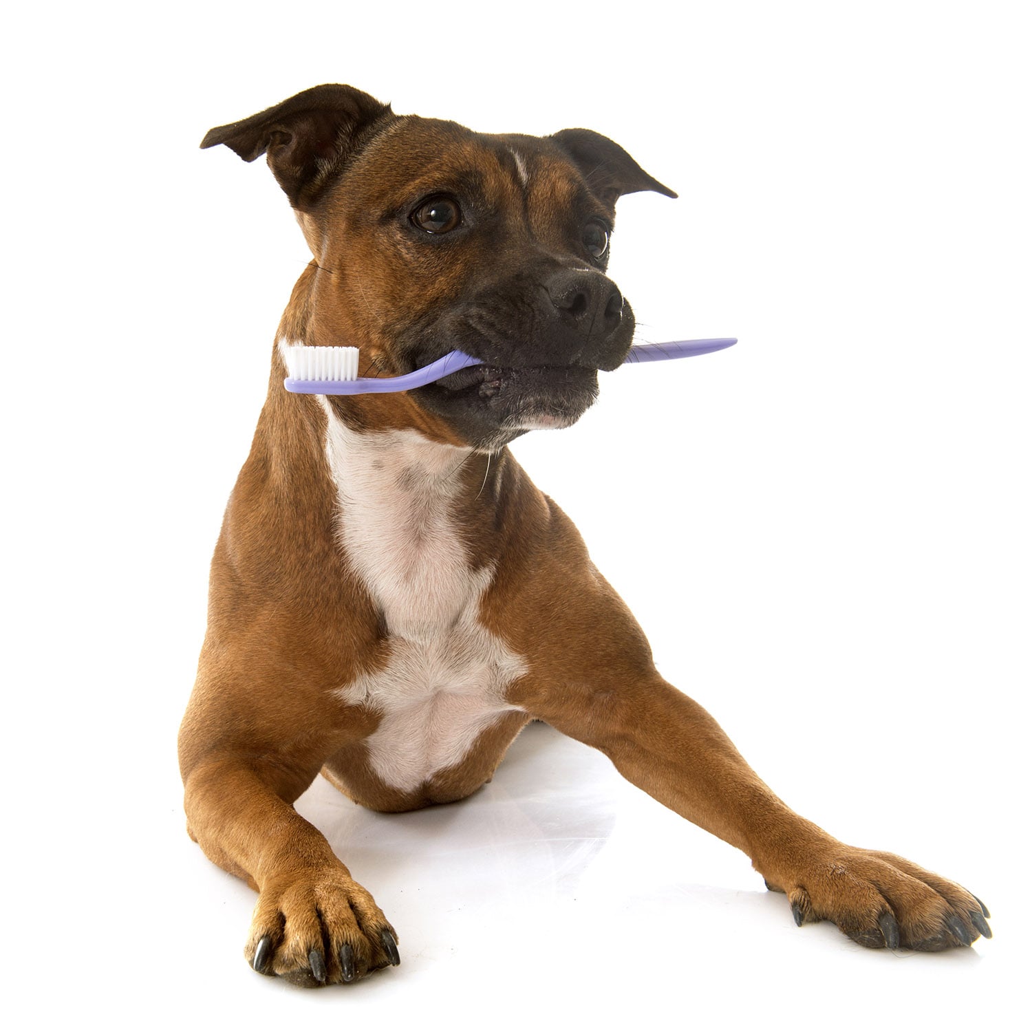 Problemi dentali in cani e gatti: prevenzione e cura della salute orale