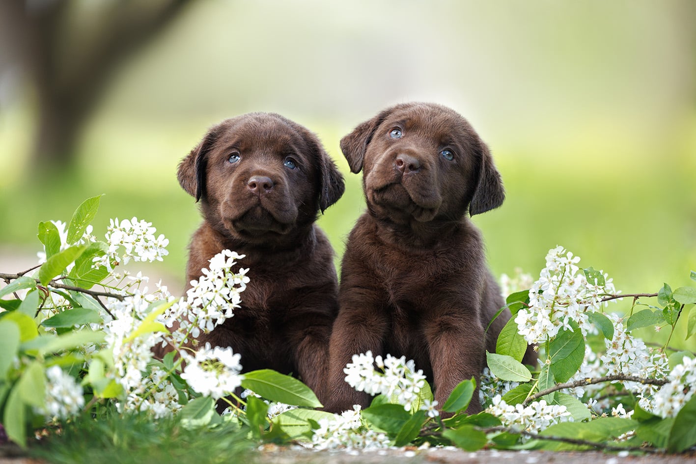 Adottare un cucciolo: una gioia per noi e per lui