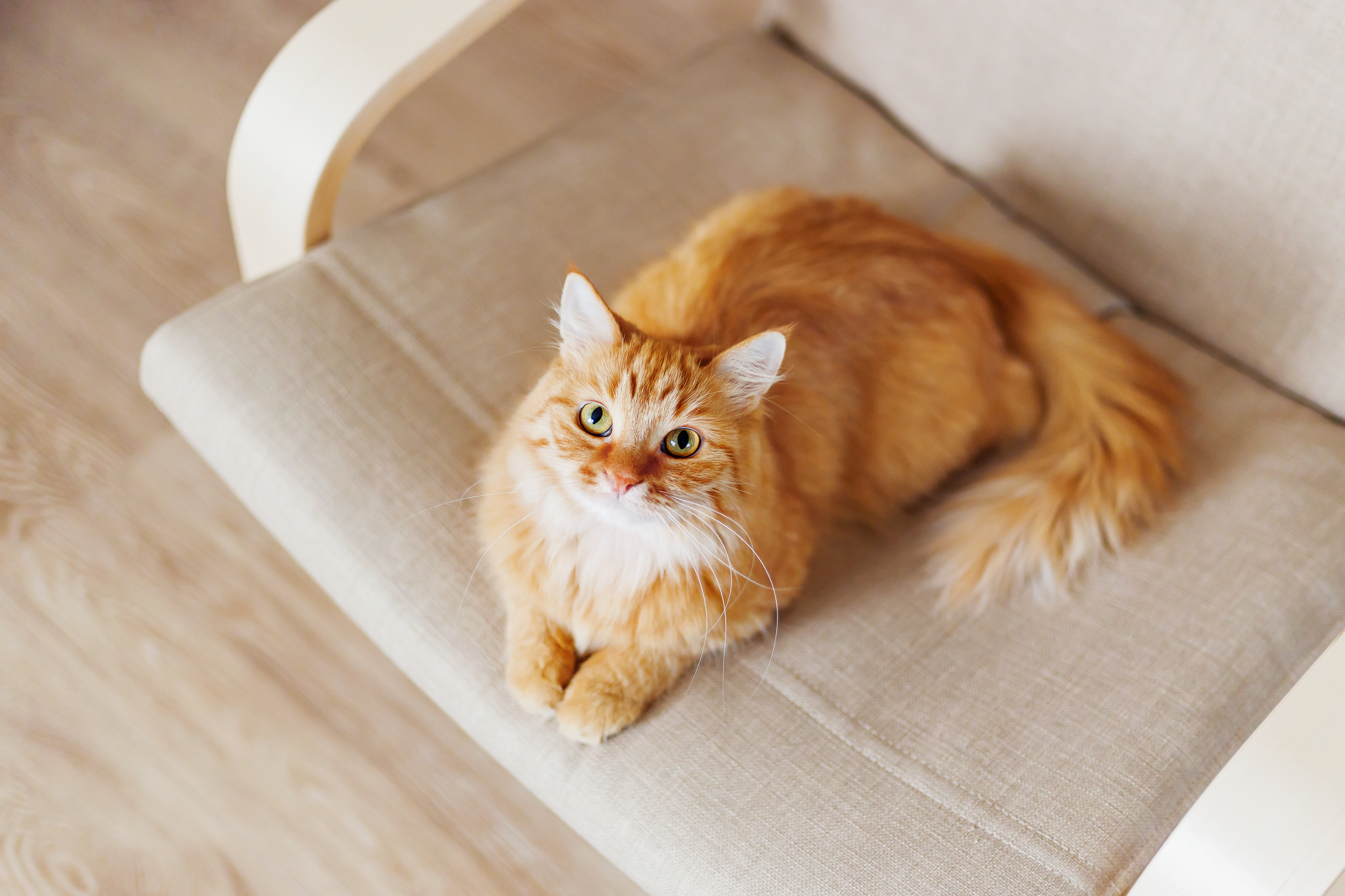 Bentornati a casa: guida al rientro dalle vacanze per cani e gatti