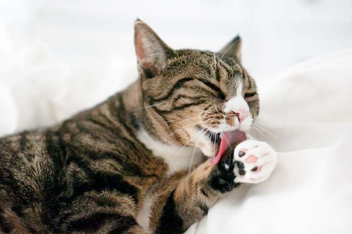 Perch&eacute; il Gatto Lecca il Cuscino?