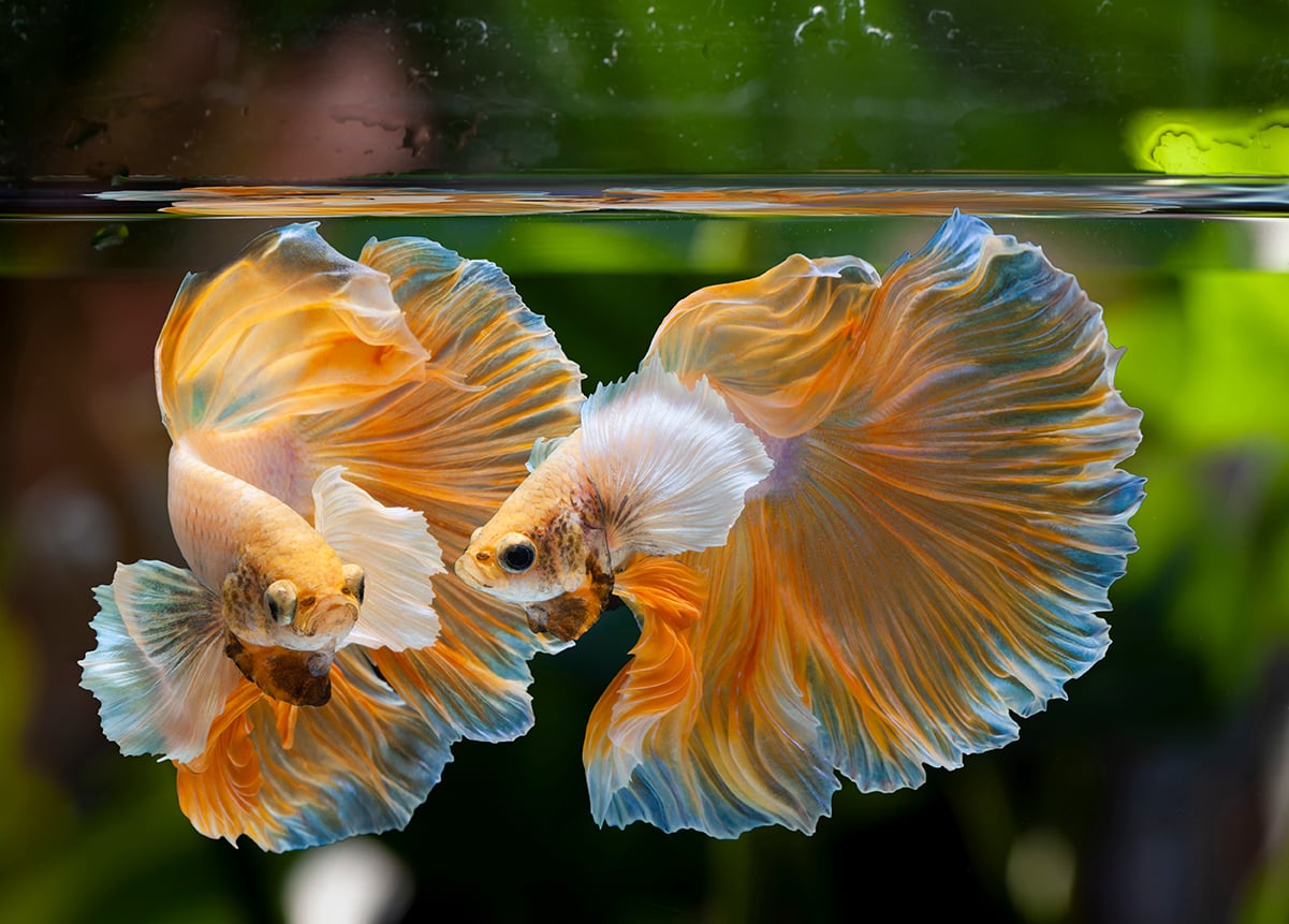 L&rsquo;ESTATE&hellip; IN ACQUARIO